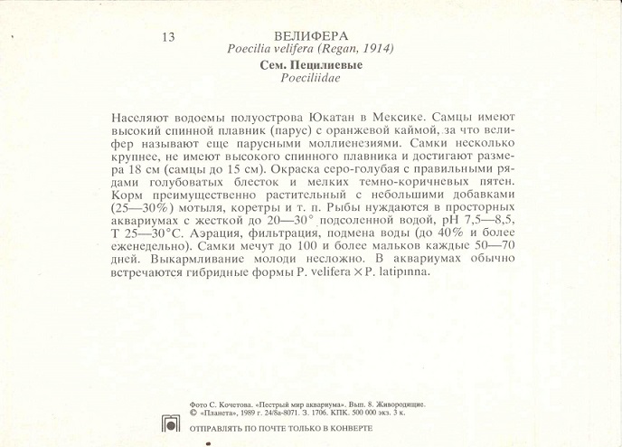 13 Пестрый мир аквариума 1989. Вып. 8. Велифера р.jpg