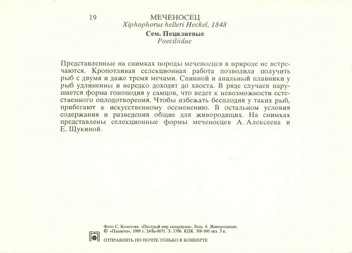 19 Пестрый мир аквариума 1989. Вып. 8. Меченосец р.jpg