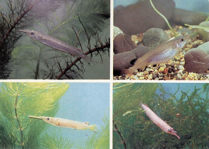22 Пестрый мир аквариума 1989. Вып. 8. Дермогенис а.jpg