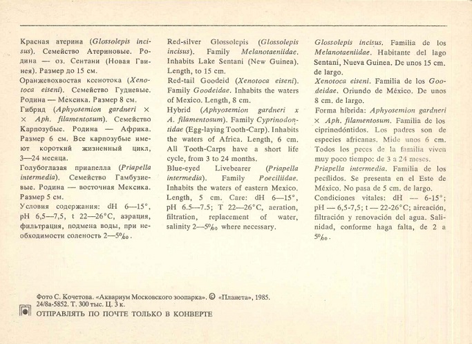 02 Аквариум Московского зоопарка 1985. Красная атерина... р.jpg