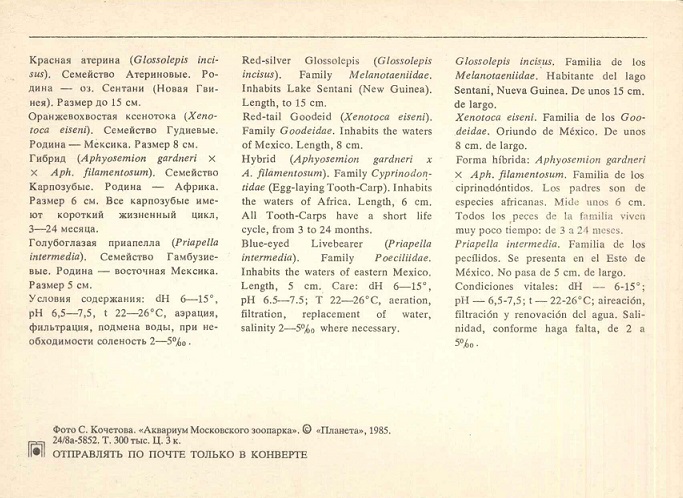 02 Аквариум Московского зоопарка 1985. Красная атерина... р.jpg