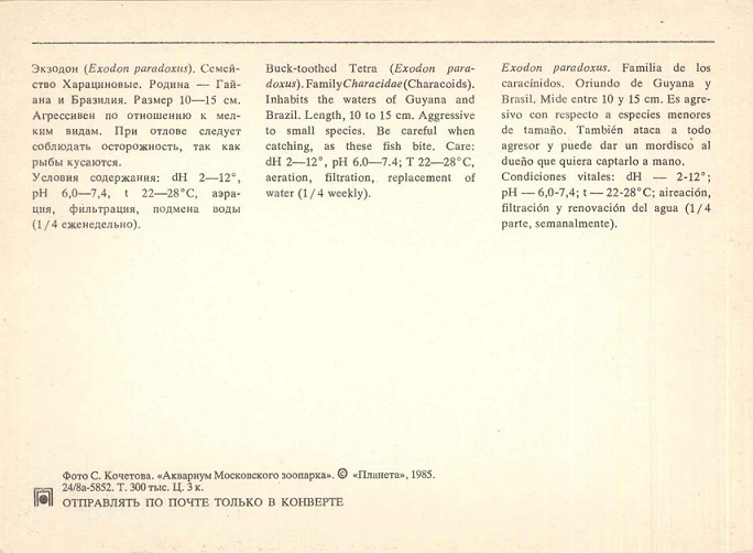 06 Аквариум Московского зоопарка 1985. Экзодон р.jpg