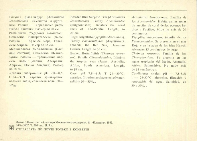 10 Аквариум Московского зоопарка 1985. Голубая рыба-хирург... р.jpg