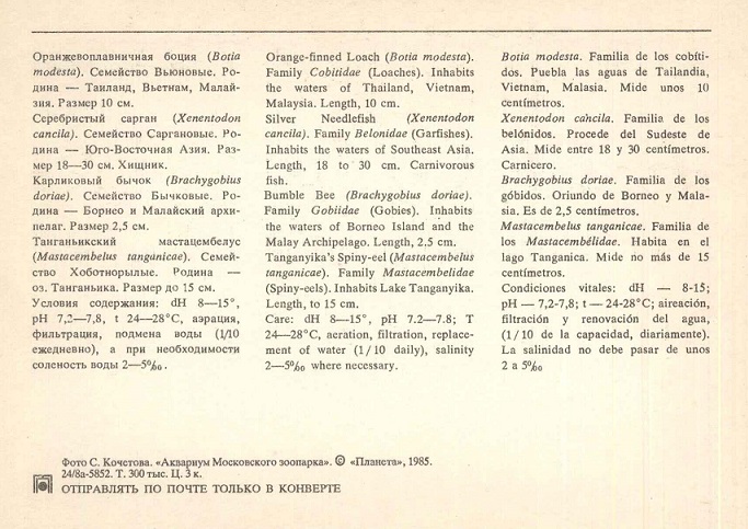 11 Аквариум Московского зоопарка 1985. Оранжевоплавничная боция... р.jpg