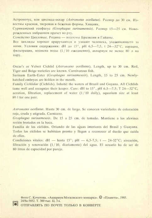 15 Аквариум Московского зоопарка 1985. Астронотус, или цихлида-оскар... р.jpg