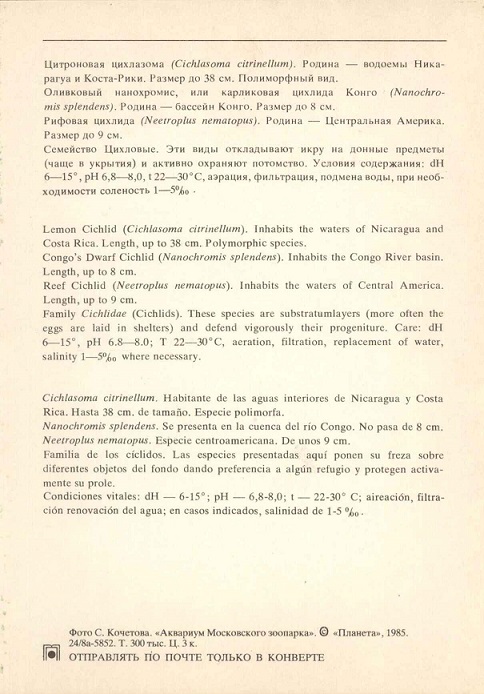 19 Аквариум Московского зоопарка 1985. Цитроновая цихлазома... р.jpg