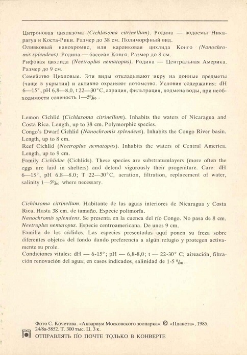 19 Аквариум Московского зоопарка 1985. Цитроновая цихлазома... р.jpg