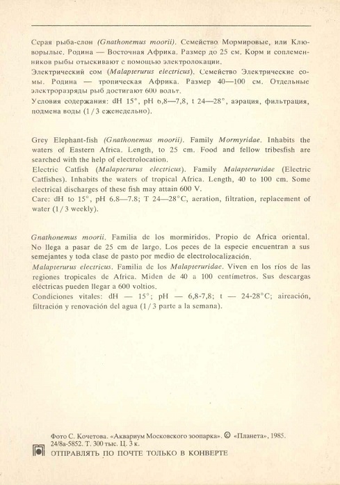 21 Аквариум Московского зоопарка 1985. Серая рыба-слон... р.jpg