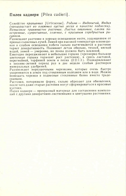03 Комнатные декоративно-лиственные растения 1986. Пилея кадиери р.jpg