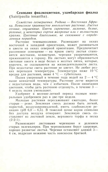 11 Комнатные красивоцветущие растения 1988. Сенполия фиалкоцветная, узамбарская фиалка р.jpg