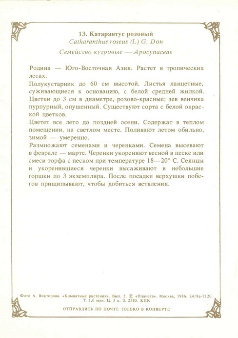 13 Комнатные растения Вып. 2. Катарантус розовый р.jpg