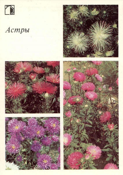 02 Декоративные растения 1987. Астры а.jpg