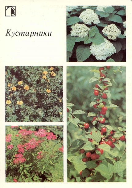 07 Декоративные растения 1987. Кустарники а.jpg