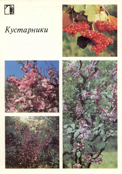 08 Декоративные растения 1987. Кустарники а.jpg