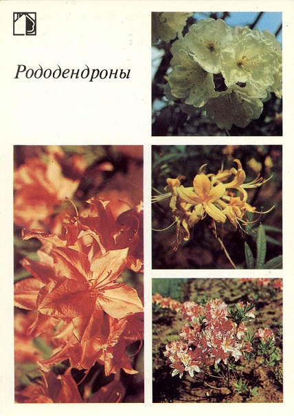 15 Декоративные растения 1987. Рододендроны а.jpg