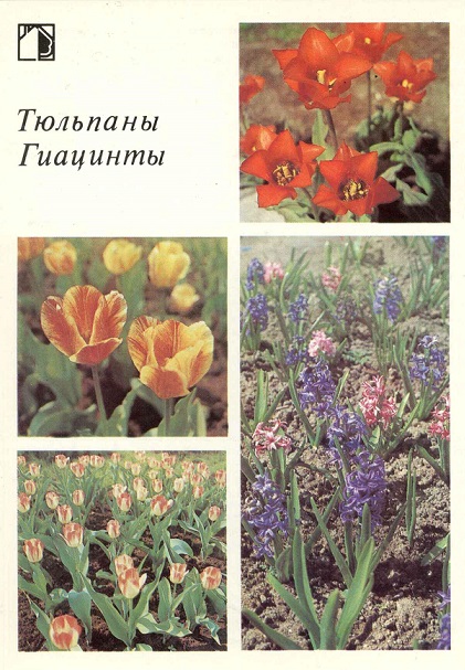 17 Декоративные растения 1987. Тюльпаны. Геацинты а.jpg