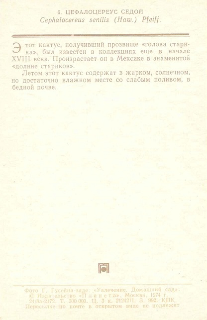 06 Домашний сад 1974. Цефалоцереус седой р.jpg