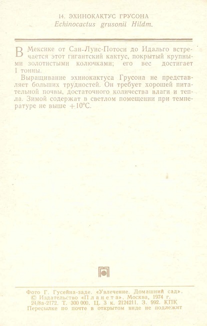 14 Домашний сад 1974. Эхинокактус Грусона р.jpg