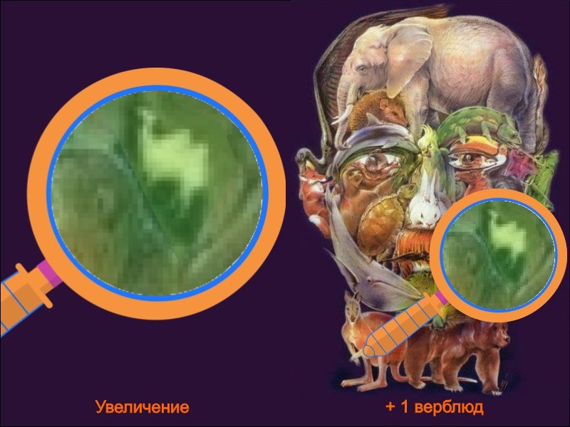 najdi-verblyuda-na-kartinke-2[1].jpg