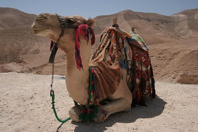 Israel-Camel-in-Negev-Desert-767.jpg