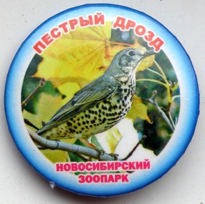 Новосибирский зоопарк Дрозд.jpg