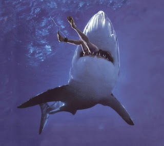 shark.jpg