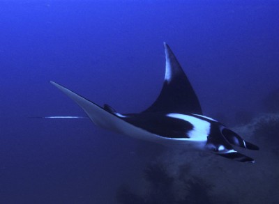 Manta-ray-07-large.jpg