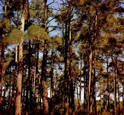 000000.jpg (146.33 КБ) 3648 просмотров 000000.jpg