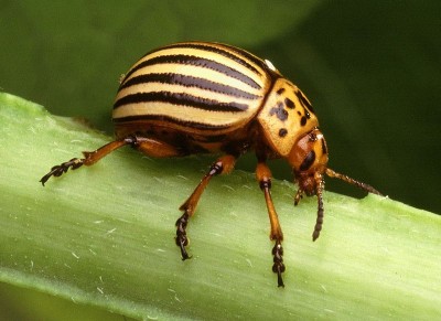 Colorado_potato_beetle.jpg