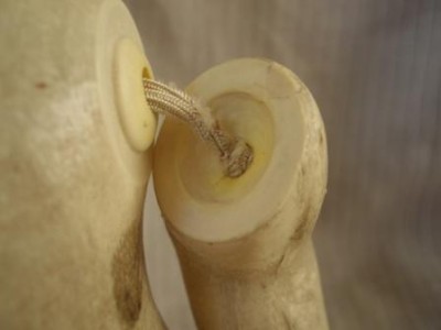 Лапа левая.JPG