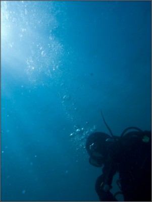 M0010036_diving_022.jpg