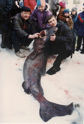 Акула поймана зимой 1999.jpg
