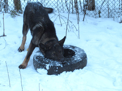 Dog.jpg