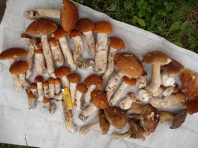 P1120938.JPG