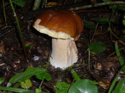 P1120953.JPG