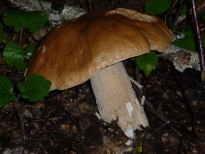 P1120952.JPG